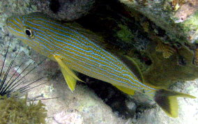 Bluestriped Grunt