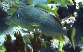 Bluestriped Grunt - Haemulon sciurus