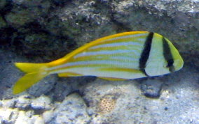 Porkfish - Anisotremus virginicus 