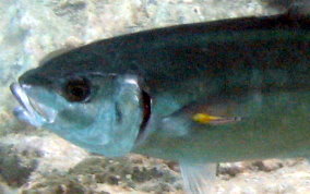 Porkfish - Anisotremus virginicus 