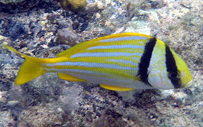 Porkfish - Anisotremus virginicus 