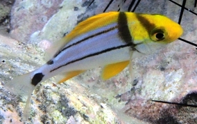 Porkfish - Anisotremus virginicus 