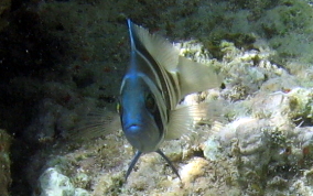 Barred Hamlet - Hypoplectrus puella