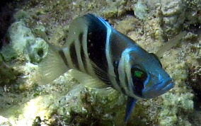 Barred Hamlet - Hypoplectrus puella