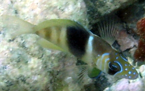 Barred Hamlet - Hypoplectrus puella