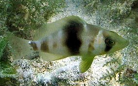 Barred Hamlet - Hypoplectrus puella