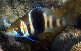 Barred Hamlet - Hypoplectrus puella