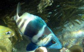 Barred Hamlet - Hypoplectrus puella