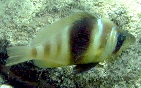 Barred Hamlet - Hypoplectrus puella