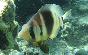 Barred Hamlet - Hypoplectrus puella