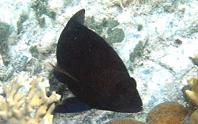 Hybrid Black Hamlet - Hypoplectrus sp.