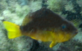 Hybrid Yellowbelly Hamlet - Hypoplectrus sp.