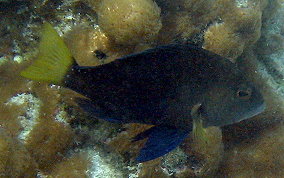 Hybrid Yellowtail Hamlet - Hypoplectrus sp. 