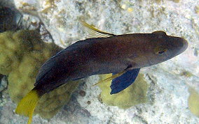 Hybrid Yellowtail Hamlet - Hypoplectrus sp. 