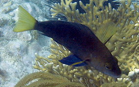 Hybrid Yellowtail Hamlet - Hypoplectrus sp. 