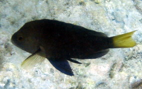 Hybrid Yellowtail Hamlet - Hypoplectrus sp. 