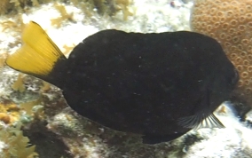 Yellowtail Hamlet - Hypoplectrus chlorurus