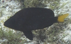 Yellowtail Hamlet - Hypoplectrus chlorurus