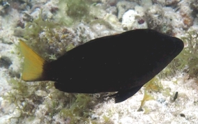 Yellowtail Hamlet - Hypoplectrus chlorurus