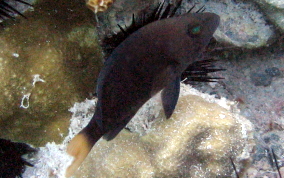 Yellowtail Hamlet - Hypoplectrus chlorurus