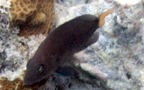 Yellowtail Hamlet - Hypoplectrus chlorurus