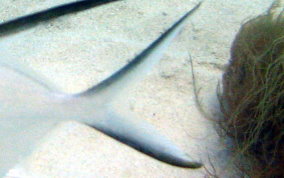 Palometa Jack / Great Pompano -Trachinotus goodei