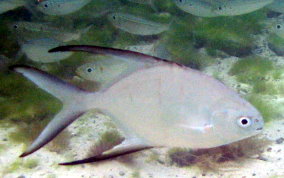 Palometa Jack / Great Pompano -Trachinotus goodei