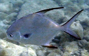 Permit jack - Trachinotus falcatus