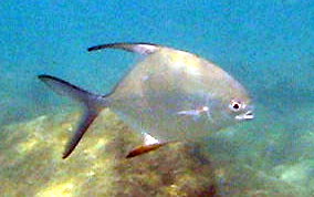 Permit Jack - Trachinotus falcatus