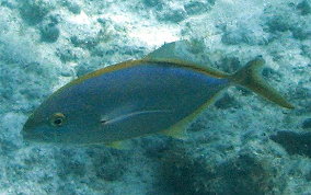 Yellow Jack - Caranx bartholomaei