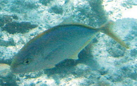 Yellow Jack - Caranx bartholomaei