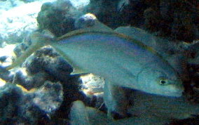 Yellow Jack - Caranx bartholomaei