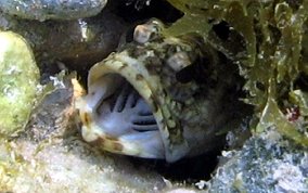 Mottled Jawfish Most likely: Opistognathus maxillosus