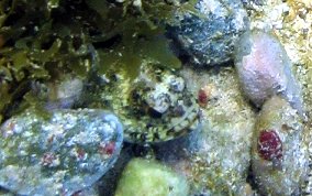 Mottled Jawfish - Opistognathus maxillosus