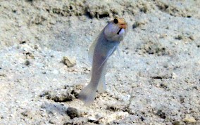 Yellowhead Jawfish - Opistognathus aurifrons