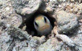 Yellowhead Jawfish - Opistognathus aurifrons