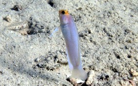 Yellowhead Jawfish - Opistognathus aurifrons