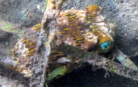 Balloonfish - Diodon holocanthus 