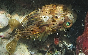 Balloonfish - Diodon holocanthus 