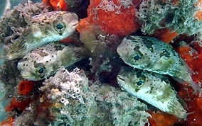 Balloonfish - Diodon holocanthus 