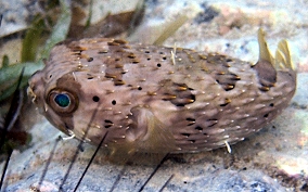 Balloonfish - Diodon holocanthus 