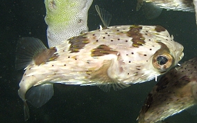 Balloonfish - Diodon holocanthus 