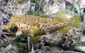 Balloonfish - Diodon holocanthus 