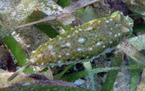 Bandtail Pufferfish - Sphoeroides spengleri