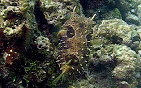 Bridled Burrfish - Chilomycterus antennatus