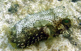 Bridled Burrfish - Chilomycterus antennatus