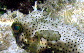 Bridled Burrfish - Chilomycterus antennatus