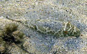 Cherckered Pufferfish - Sphoeroides testudineus