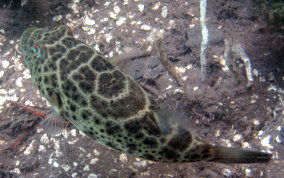 Cherckered Pufferfish - Sphoeroides testudineus