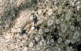 Eyed Flounder - Bothus ocellatus - USVI Caribbean